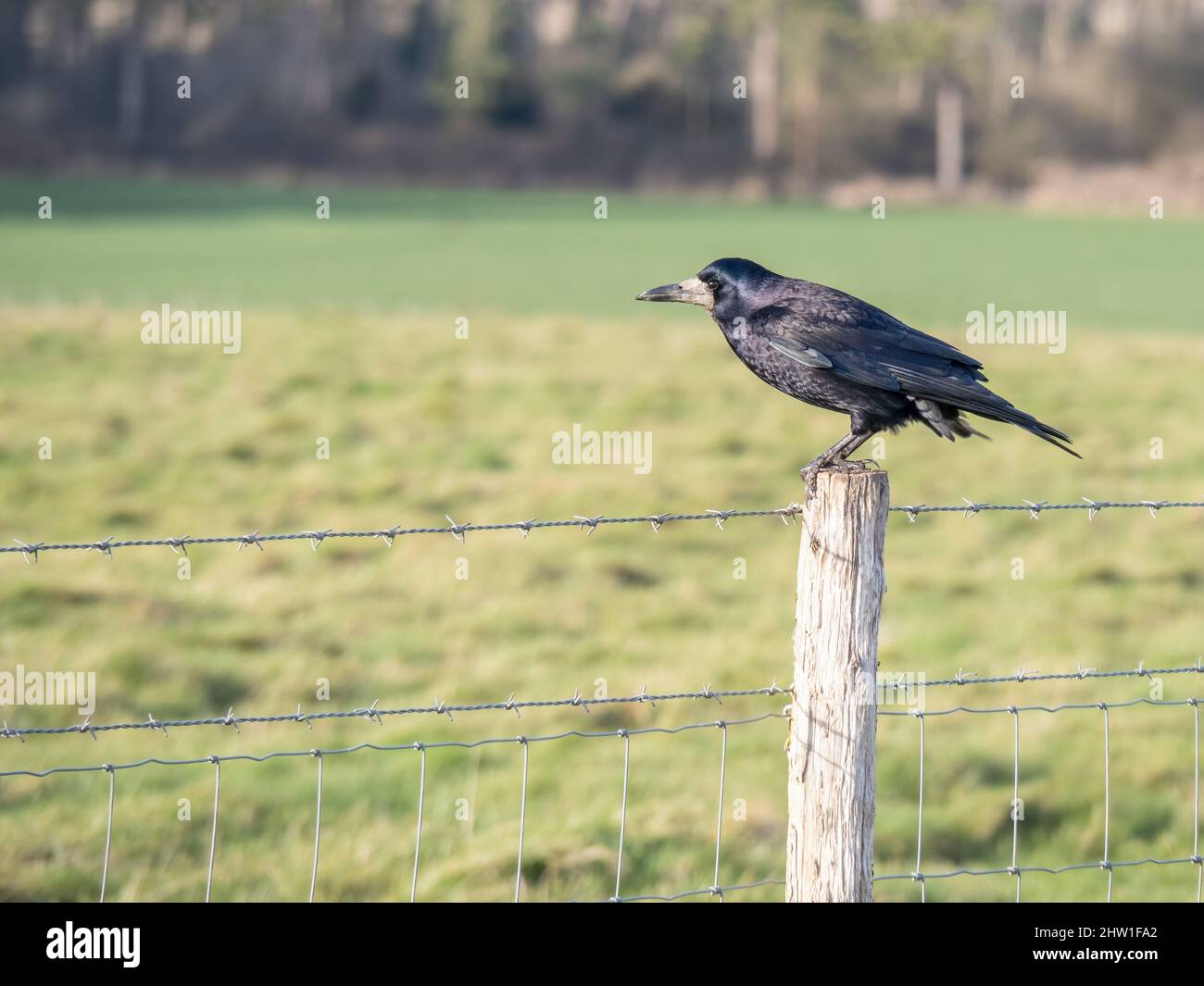 Eurasischer Kakerlake alias Corvus frugilegus am Zaun, verschwommene Landschaft hinter dem Vogel. Stockfoto