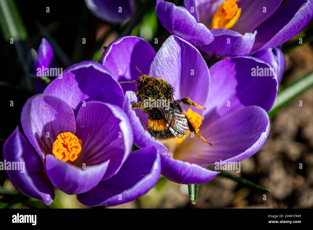 Eine Pollenbedeckte Biene auf einer Krokusblume Stockfoto