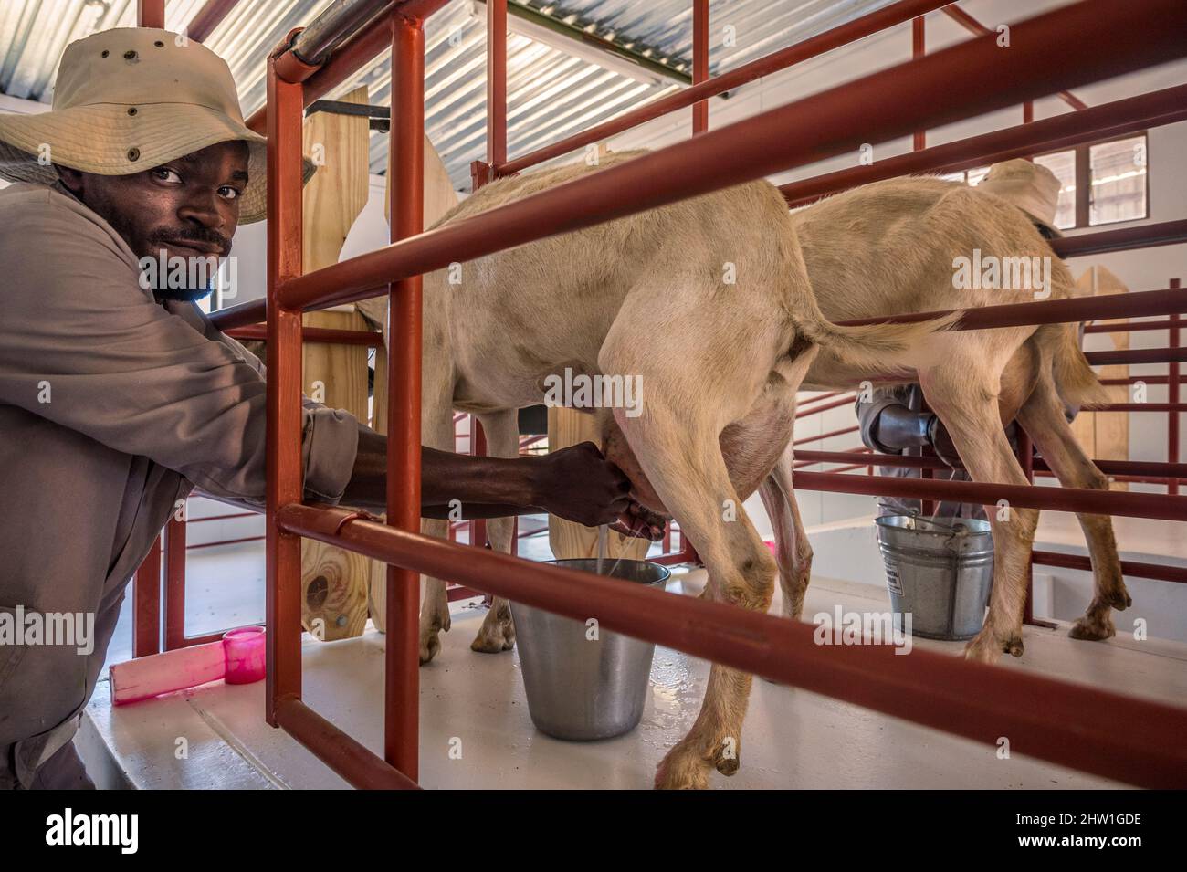 Namibia, Otjozondjupa Region, Otjiwarongo, Cheetah Conservation Fund (CCF), die Dancing Goat Molkerei bietet den Besuchern eine Reihe von Milchprodukten (Eis, Fudge, Käse, Kräutermousse) aus der Modellfarm des CCF, hier das Melken von Ziegen Stockfoto