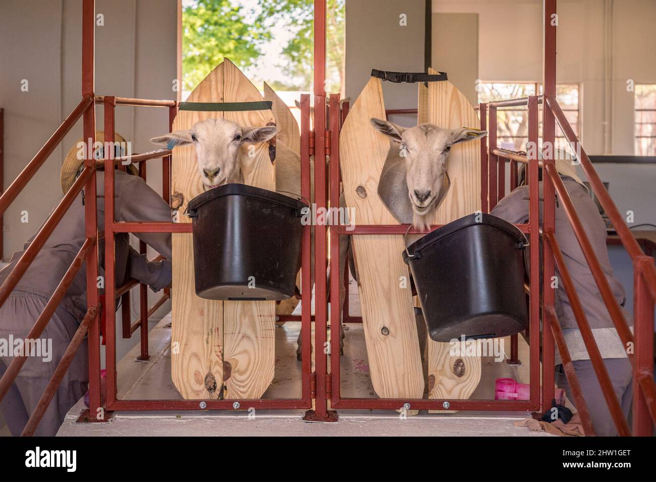 Namibia, Otjozondjupa Region, Otjiwarongo, Cheetah Conservation Fund (CCF), die Dancing Goat Molkerei bietet den Besuchern eine Reihe von Milchprodukten (Eis, Fudge, Käse, Kräutermousse) aus der Modellfarm des CCF, hier das Melken von Ziegen Stockfoto