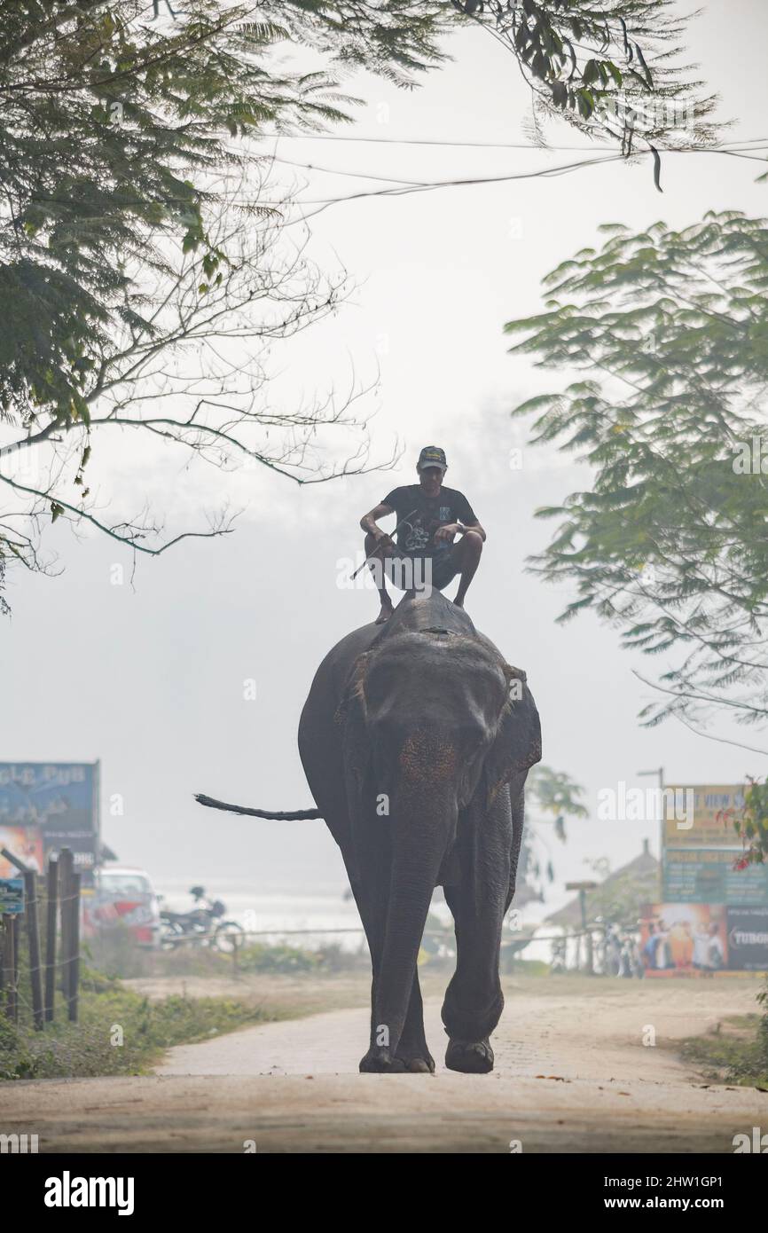 Nepal, Terai Tropical Plain, Sauraha, Chitwan National Park, ein Mahout auf Elefantenrücken kommt im Nebel zur Arbeit Stockfoto