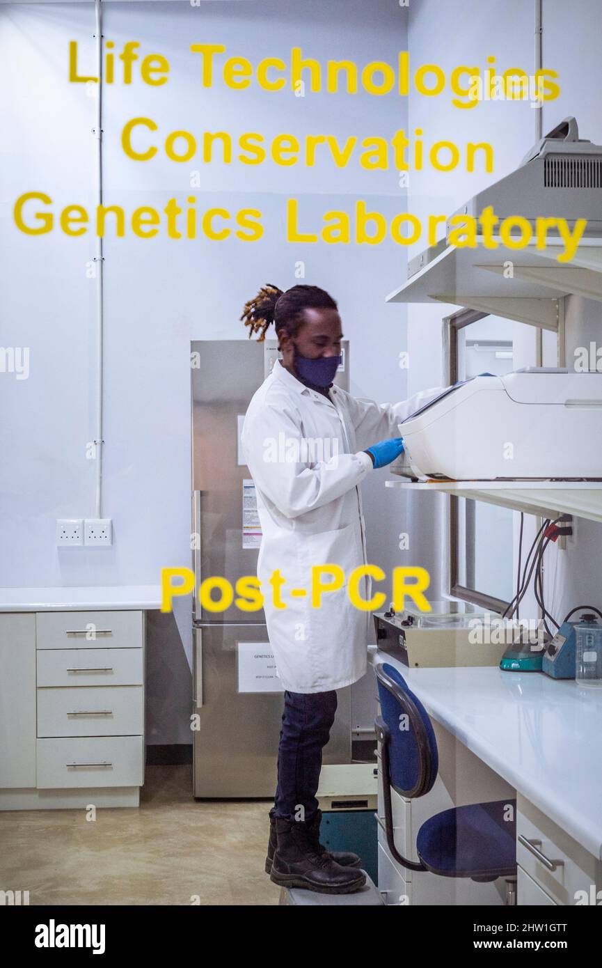 Namibia, Otjozondjupa Region, Otjiwarongo, Cheetah Conservation Fund (CCF), Genetiklabor (Life Technologies Conservation Genetics Laboratory), PCR-Maschine, die DNA verstärkt Stockfoto