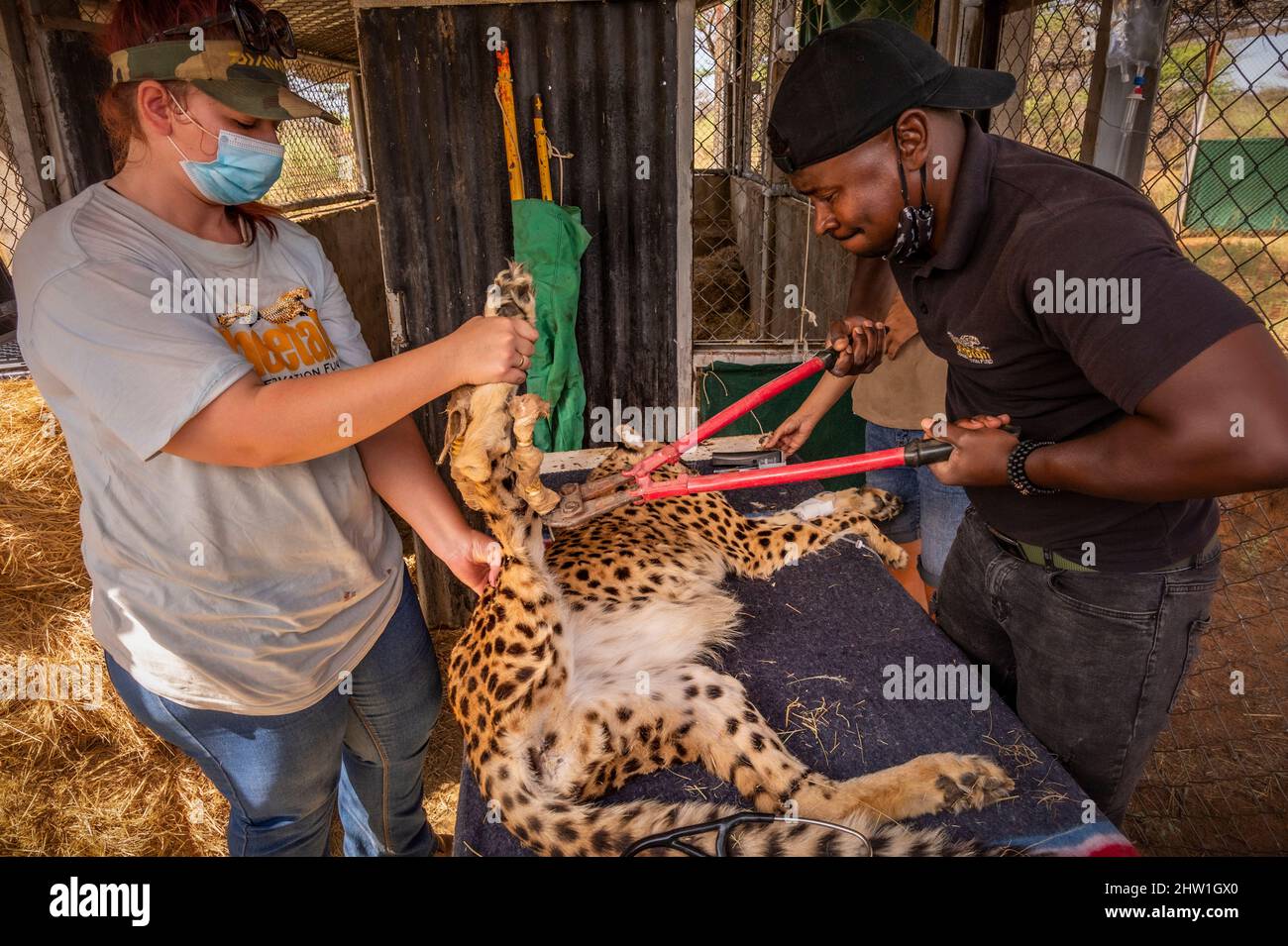 Namibia, Otjozondjupa Region, Otjiwarongo, Cheetah Conservation Fund (CCF), Follow-up durch die CCF Tierärztin ihrer Operation, um die Fraktur des rechten Hinterbeins eines weiblichen Geparden zu reduzieren, hier Reduktion der äußeren Stifte Stockfoto