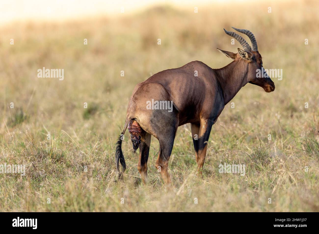 Kenia, Masai Mara National Reserve, Nationalpark, Topi (Damaliscus korrigum), in der Savanne, Mutter und Neugeborene, Ausweisung der Plazenta Stockfoto