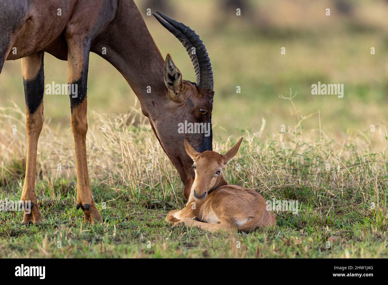 Kenia, Masai Mara National Reserve, Nationalpark, Topi (Damaliscus korrigum), in der Savanne, Mutter und Neugeborene Stockfoto