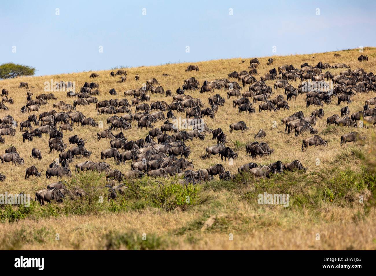 Kenia, Masai Mara National Reserve, Nationalpark, Wildebeest-Gruppe in der Savanne Stockfoto