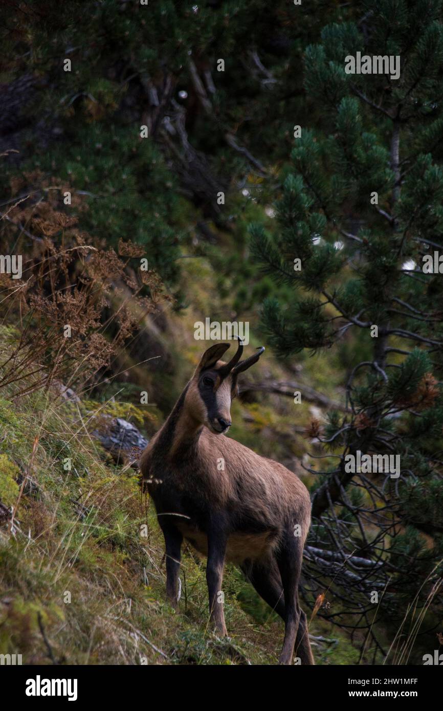 Enge Begegnung mit einer Gämse in freier Wildbahn Stockfoto