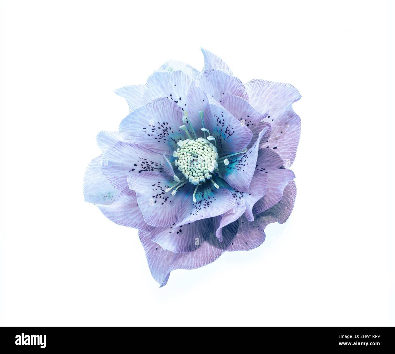 Blaue Weihnachtsrose Stockfoto