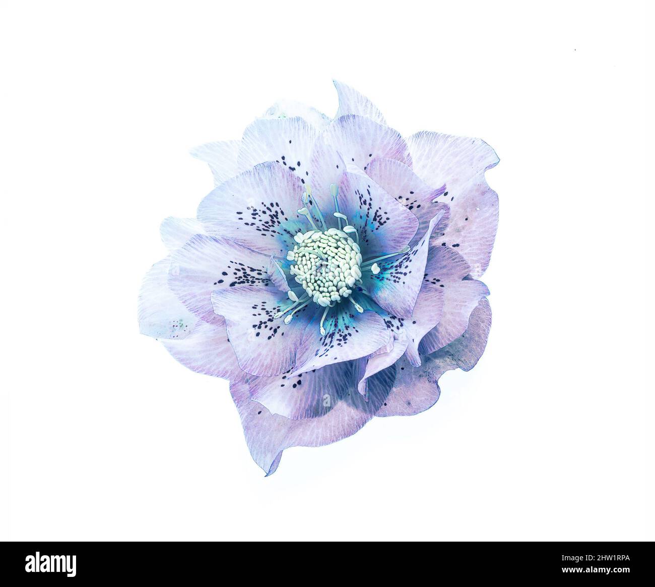 Blaue Weihnachtsrose Stockfoto