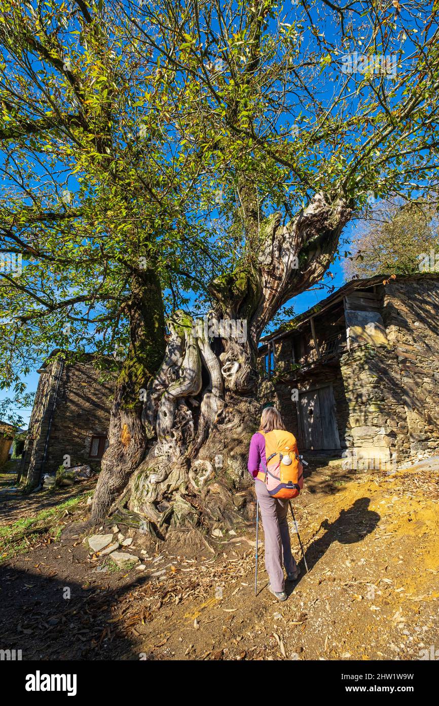 Spanien, Galizien, Triacastela, Wanderung auf dem Camino Franc, spanische Pilgerroute nach Santiago de Compostela, UNESCO-Weltkulturerbe, 800 Jahre alte Kastanie (Castanea sativa Mühle). Stockfoto