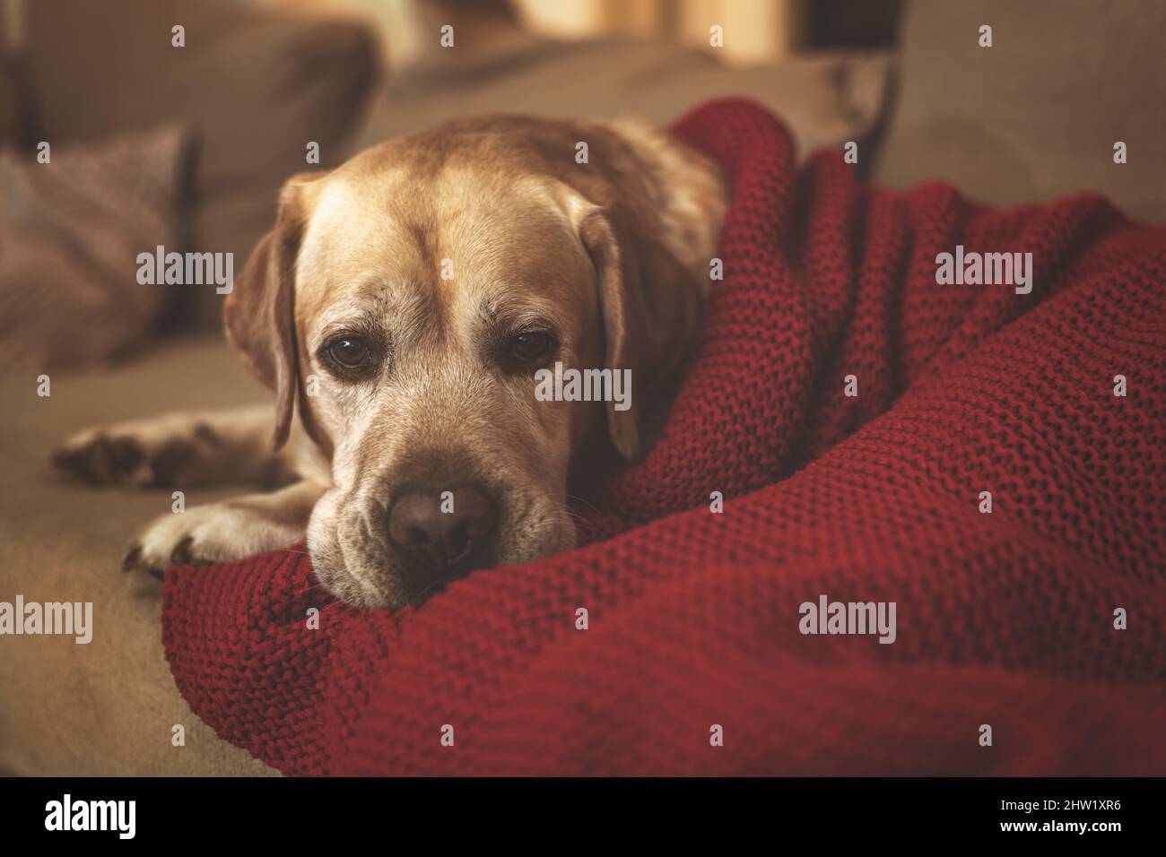 Entzückende Fawn Labrador auf der Couch unter einer roten Decke Stockfoto
