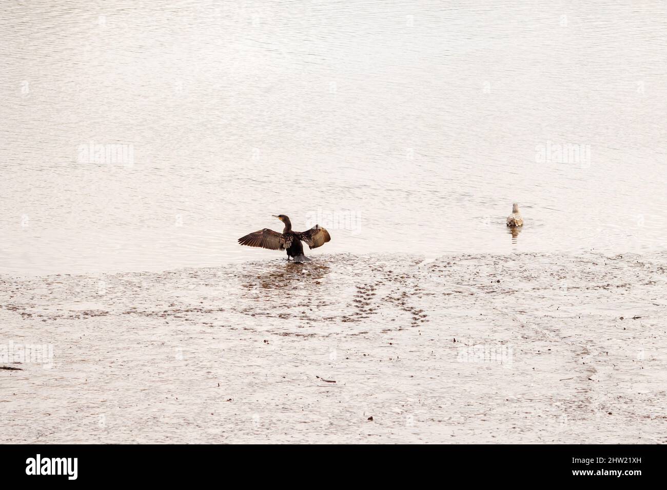 Ein Kormoran breitet seine Flügel am schlammigen Ufer des Flusses Tyne in Newcastle England aus Stockfoto