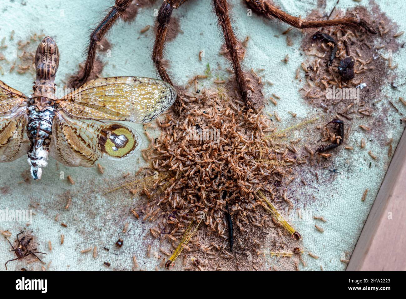 Schönes fulgorides Insekt (Fulgora laternaria), unbeschädigt durch Tausende von Teppichkäfer (Anthrenus verbacci) Larven. Voll gefressen Cricket. Stockfoto