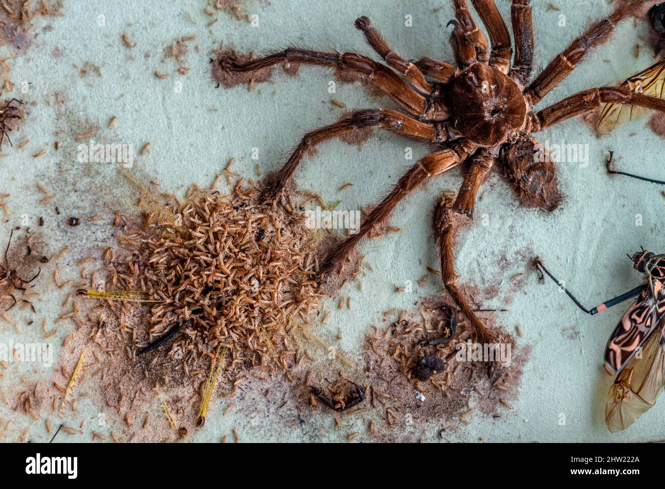 Schöne goliath-Vogelkäfer-Tarantula (Theraphosa blondi), die teilweise von Tausenden von Teppichkäfer-Larven (Anthrenus verbasci) zerstört wurde. Cricket gegessen. Stockfoto