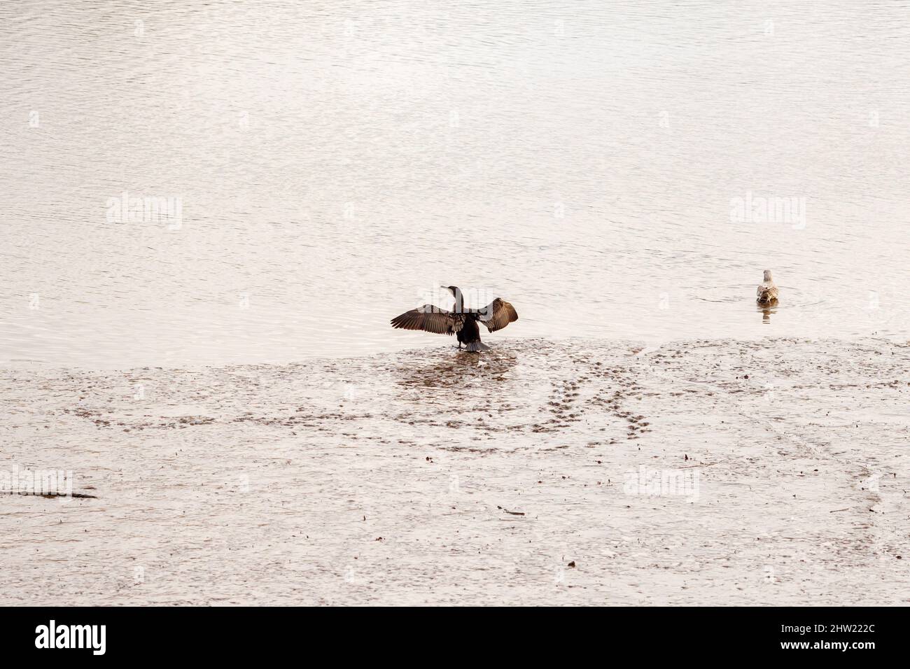 Ein Kormoran breitet seine Flügel am schlammigen Ufer des Flusses Tyne in Newcastle England aus Stockfoto