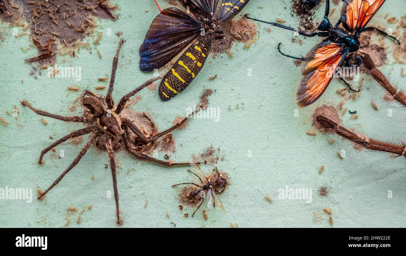 Schöne wissenschaftliche Insektensammlung, die von tausenden von Teppichkäfer (Anthrenus verbasci) Larven zerstört wurde. Eine Jägerspinne (Phoneutria), Goliath Stockfoto