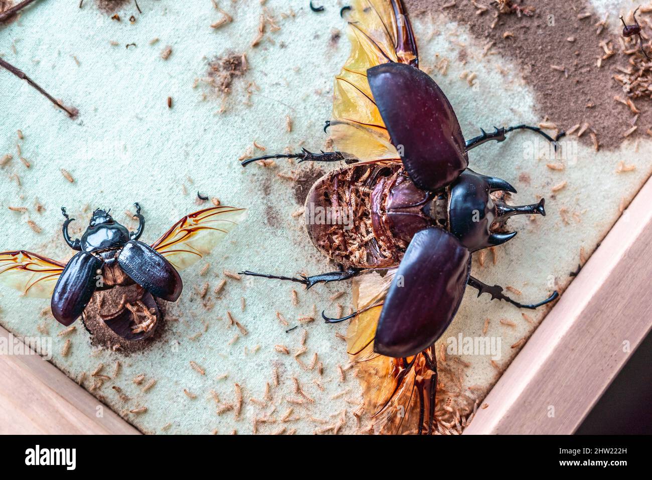 Schöner männlicher Actaeon-Käfer (Megasoma actaeon), der von tausenden von Teppichkäfer-Larven (Anthrenus verbasci) zerstört wurde. Vollständig gefressen Bauch. Stockfoto