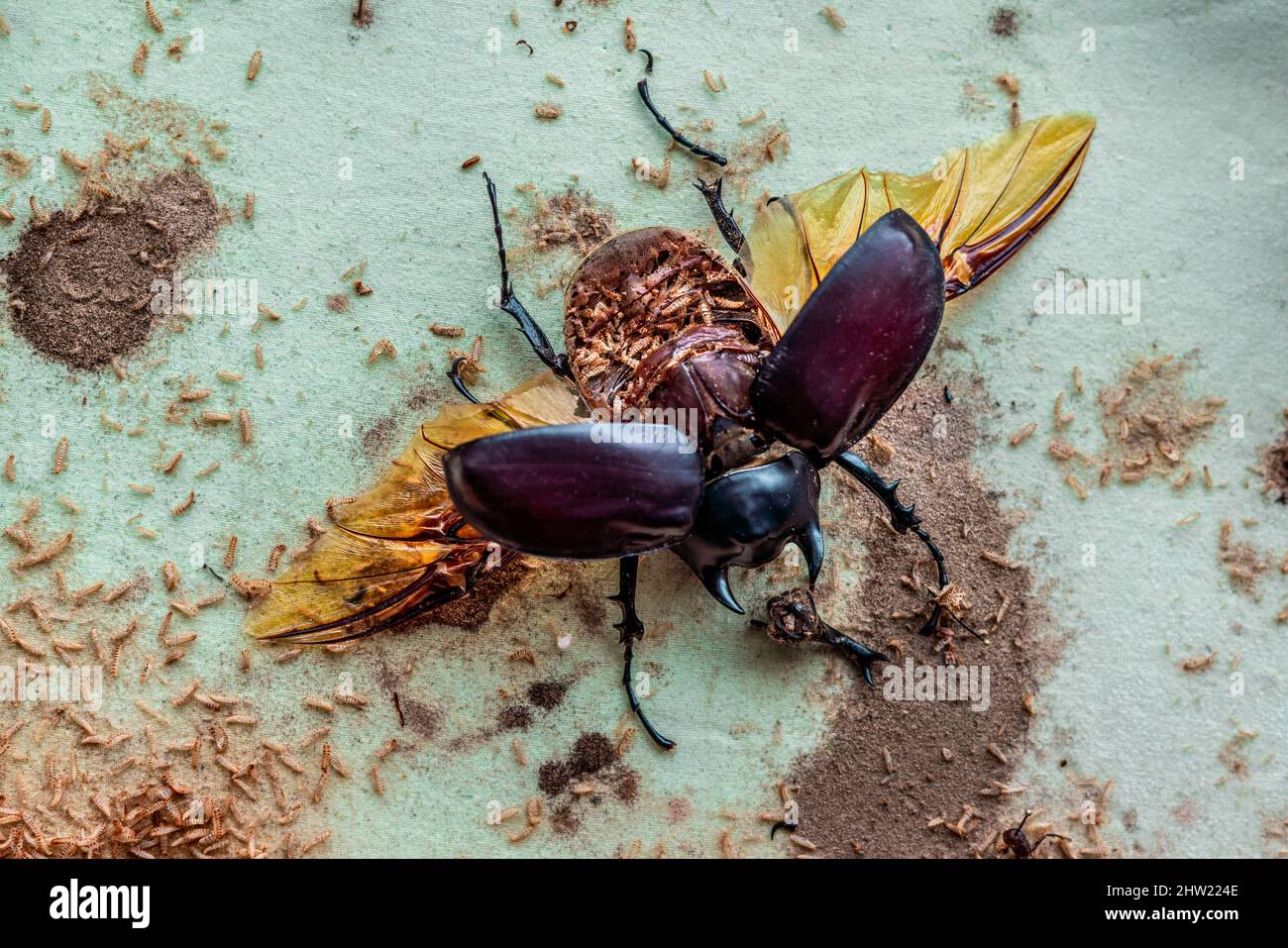 Schöner männlicher Actaeon-Käfer (Megasoma actaeon), der von tausenden von Teppichkäfer-Larven (Anthrenus verbasci) zerstört wurde. Voll gefressen Bauch kann gesehen werden Stockfoto
