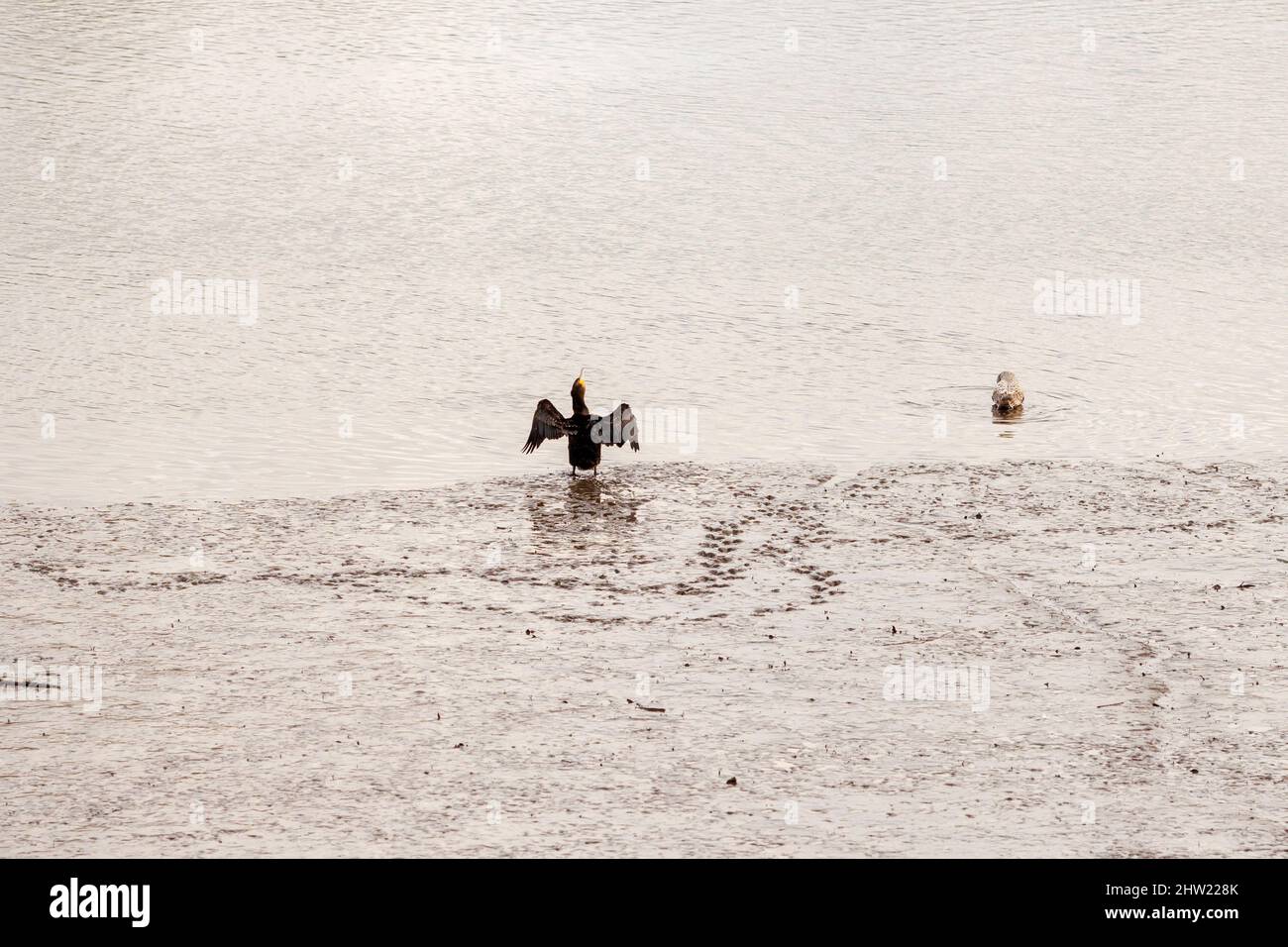 Ein Kormoran breitet seine Flügel am schlammigen Ufer des Flusses Tyne in Newcastle England aus Stockfoto