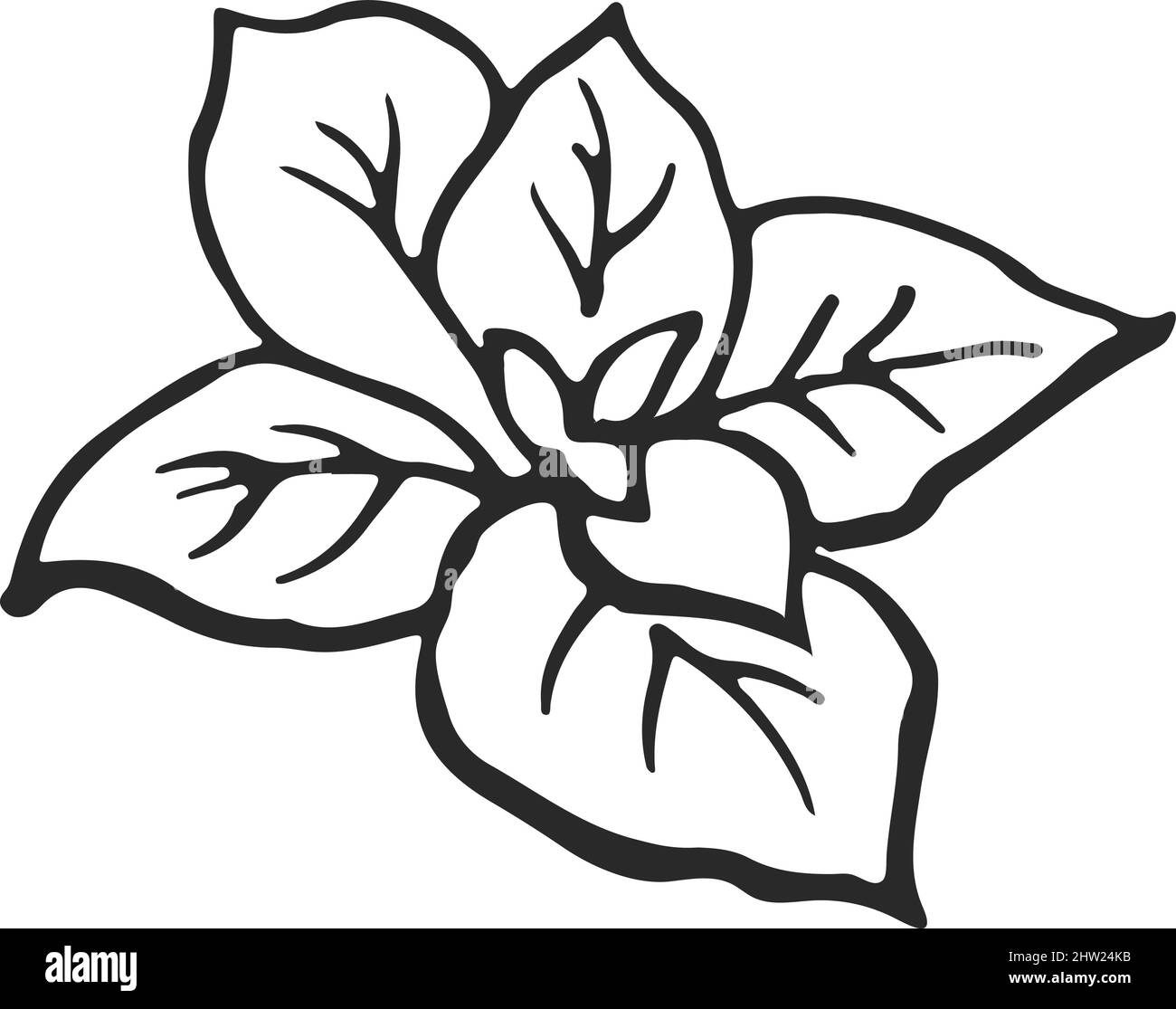 Blätter im handgezeichneten Stil. Aroma Minze. Frische Zutat zum Kochen Stock Vektor