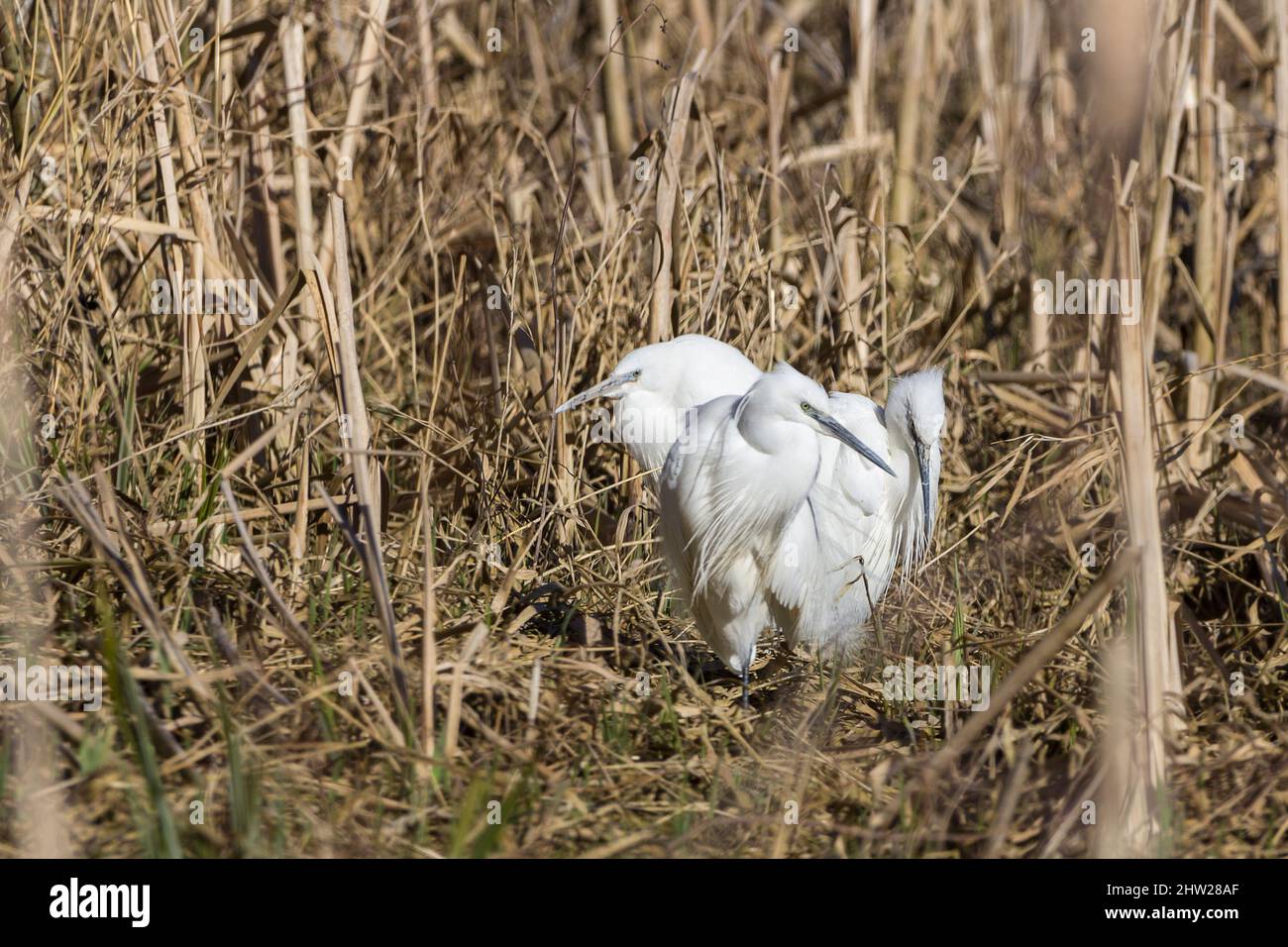 Silberreiher (Egretta garzetta) drei reinweiße Watvögel mit langen schwarzen Beinen und gelben Füßen, Dolch wie lange schwarze Scheine und lange Hälse Stockfoto