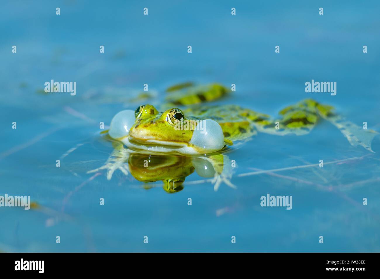 Im Frühling in einem Teich. Schwarzkopffrosch ( Rana ridibunda ) in einem  Teich im Frühjahr. Frosch emittiert seinen Bass-Sound durch Aufblasen  Stockfotografie - Alamy