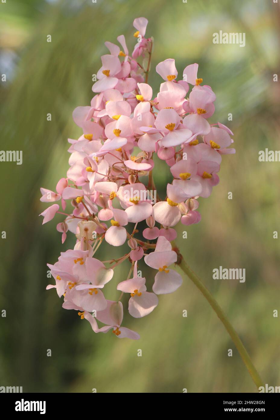 Begonia carolineifolia regel oder Handbegonie Stockfoto