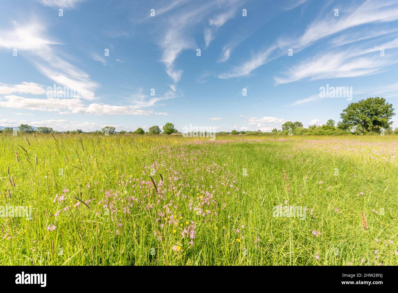 Blühende Naturwiese im Frühling. Frankreich. Stockfoto