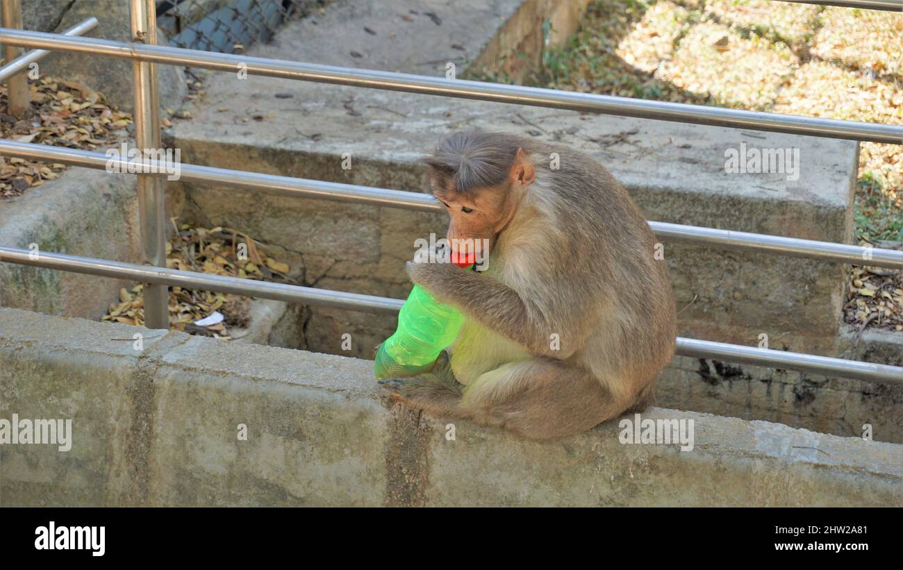 Bangalore, Karnataka, Indien-März 03 2022: Schwangerer indischer Makaken-Affe stiehlt und trinkt Wasser aus der Plastikflasche im Bannarghetta Zoo, Bangalore Stockfoto