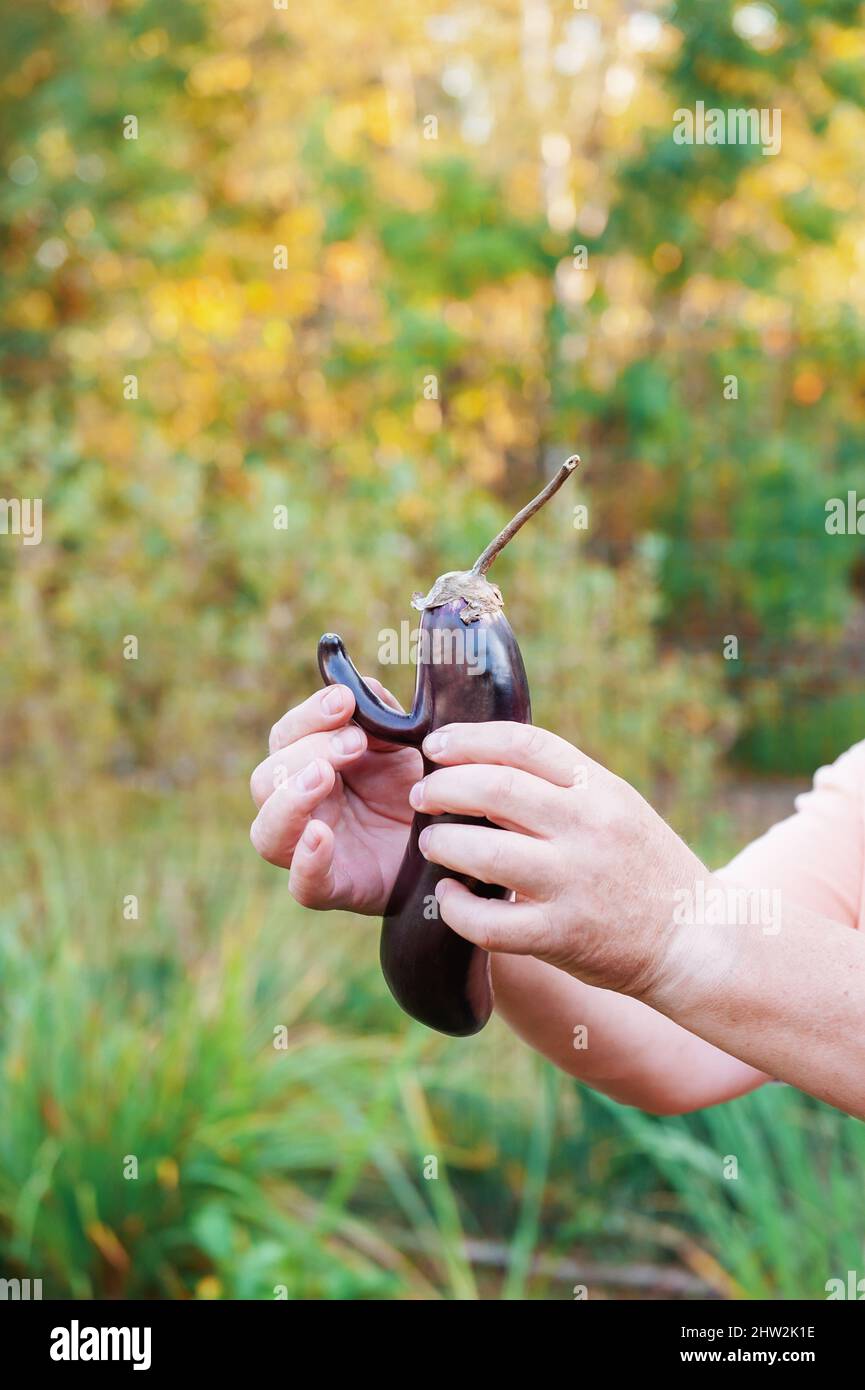 Garten wuchs lustige Auberginen-Mutanten von ungewöhnlicher Form. Ein Mann hält komisches, deformierte Gemüse in den Händen. Das Konzept der erektilen Dysfunktion und Stockfoto