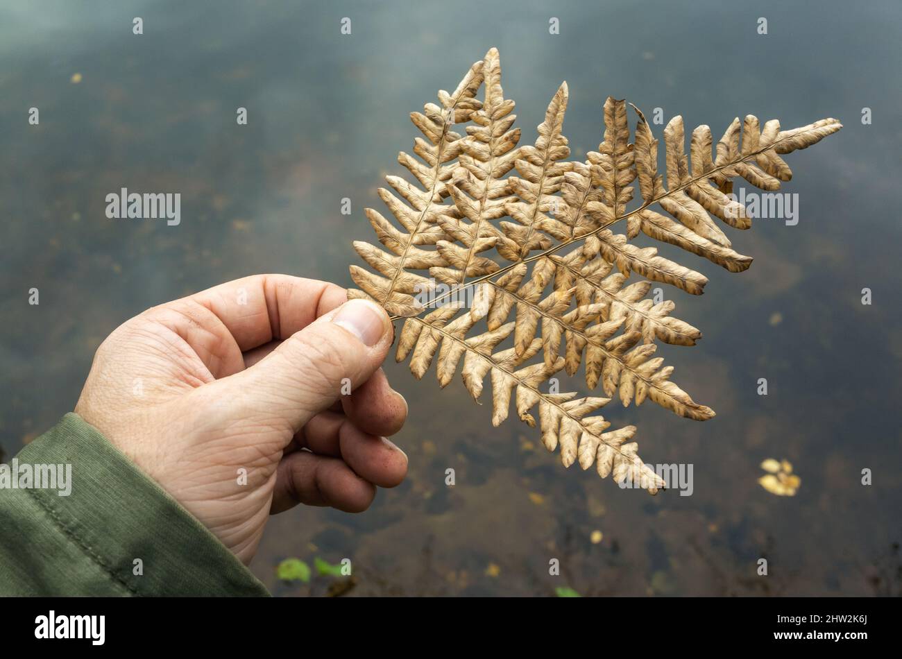 Trockenes Farnblatt in männlicher Hand über verschwommenem Seehintergrund, Nahaufnahme mit selektivem Fokus Stockfoto