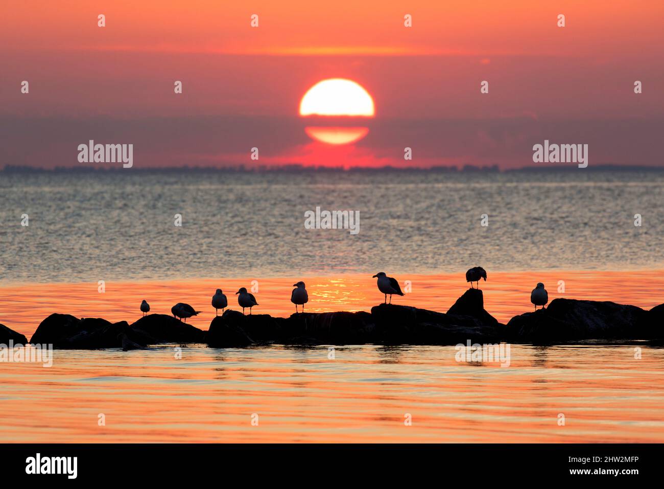 Schwarm großer Möwen (Larus marinus), die auf Felsen im Meer ruhen und vor untergehenden Sonnenstrahlen und orangefarbenem Sonnenuntergang am Himmel geschildert sind Stockfoto