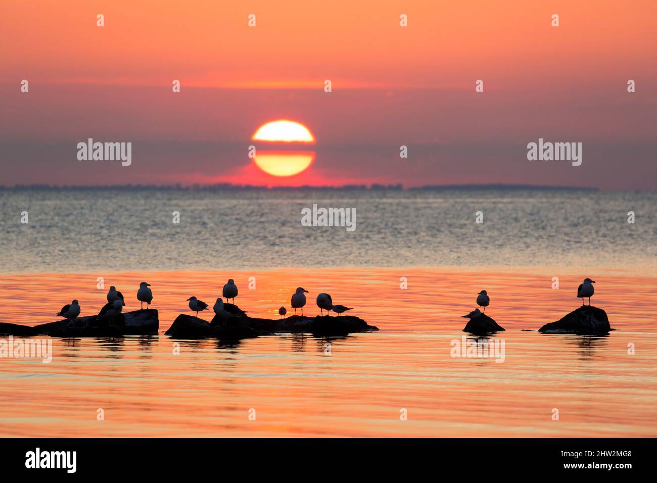 Schwarm von großen Möwen mit schwarzen Rücken (Larus marinus) und Schwarzkopfmöwen, die auf Felsen im Meer ruhen und vor untergehenden Sonnenstrahlen und orangefarbenem Sonnenuntergang am Himmel geschildert sind Stockfoto