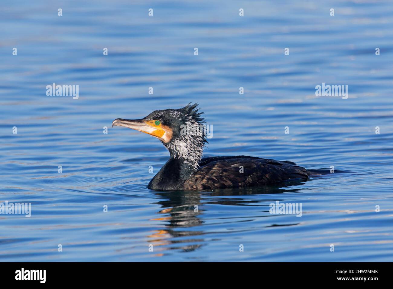 Großer Kormoran (Phalacrocorax carbo) im Zuchtgefieder, der im späten Winter im Meerwasser schwimmt Stockfoto