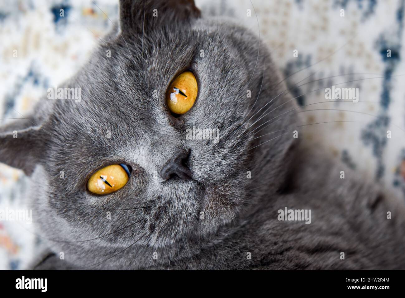 Britische Kurzhaarkatze in Nahaufnahme beim Betrachen der Kamera Stockfoto
