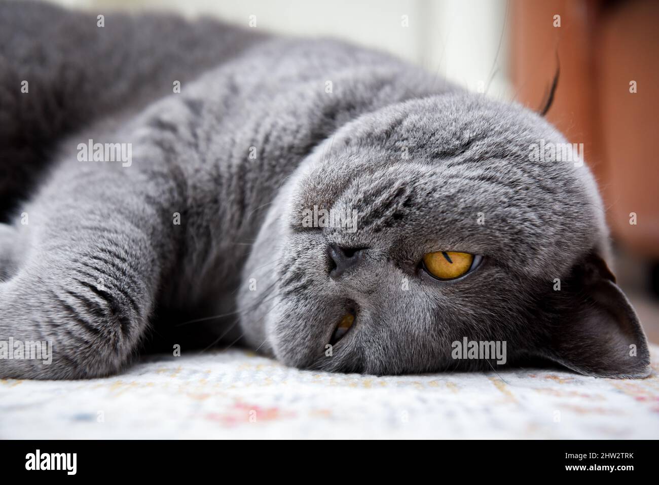 Britische Kurzhaarkatze in Nahaufnahme beim Betrachen der Kamera Stockfoto