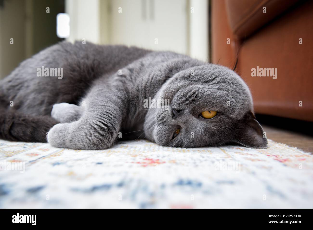 Britische Kurzhaarkatze in Nahaufnahme beim Betrachen der Kamera Stockfoto