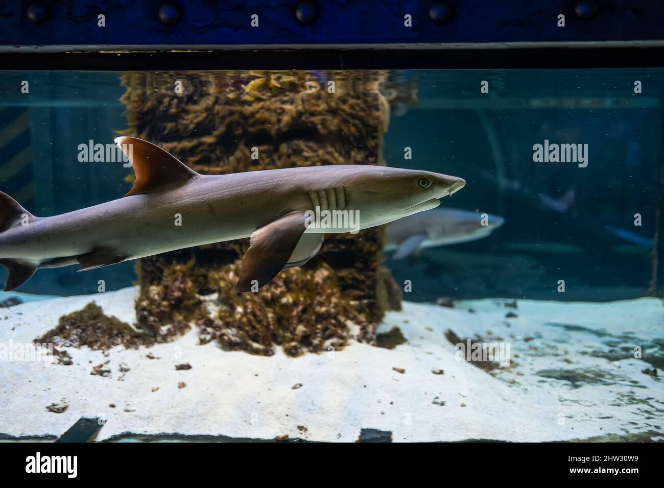 Raubhaie schwimmen im Kreis im Aquarium Stockfoto