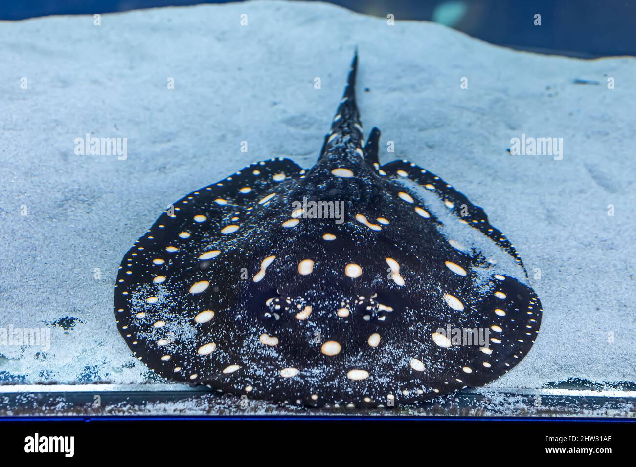 Der Spinat lauerte am Boden des Aquariums im Sand Stockfoto