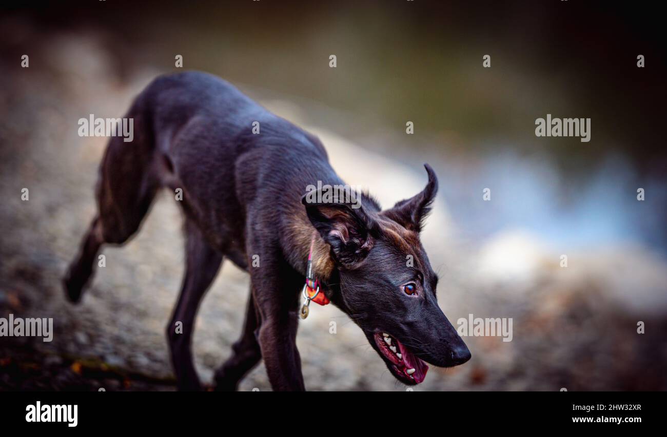 Spielerisch geretteten Welpen Bibi während der Jagd nach Schätzen draußen im Park. Liebenswert und niedlichen Hund. Sie ist voller Energie. Stockfoto