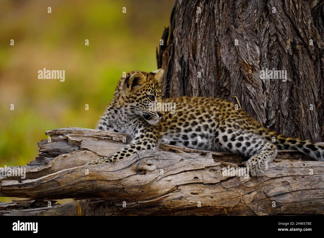 Leopard Mama mit ihrem sehr jungen Jungen war sie sehr entspannt, als wir ihr Raum gaben, während ihr Junge spielte und dann ausgeruht war Stockfoto