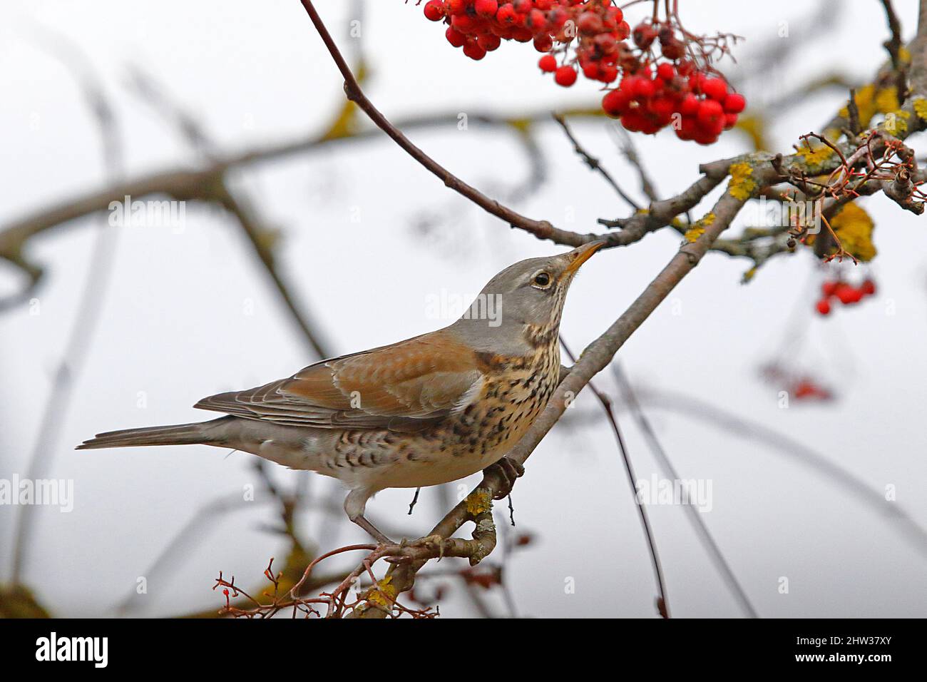 Eine Liederwahrheit sucht im Winter Nahrung in den Zweigen eines Ebereschen Baumes Stockfoto