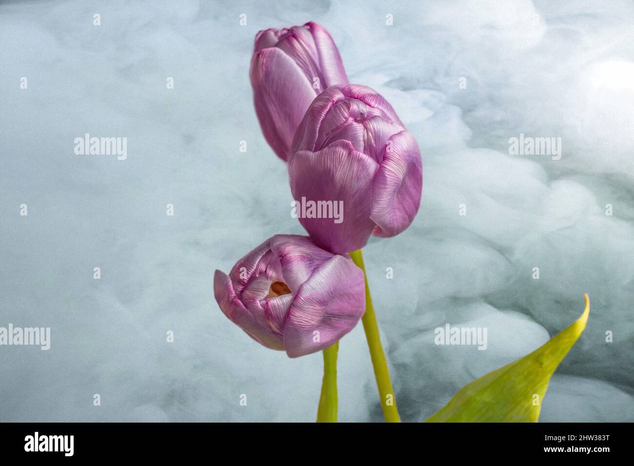 Drei wunderschöne violette Tulpen in einem rauchig wirbelnden Himmel Stockfoto