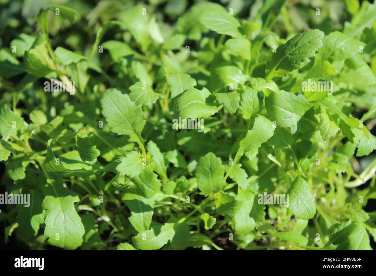 wasabi-Rucola im Garten Stockfotografie - Alamy