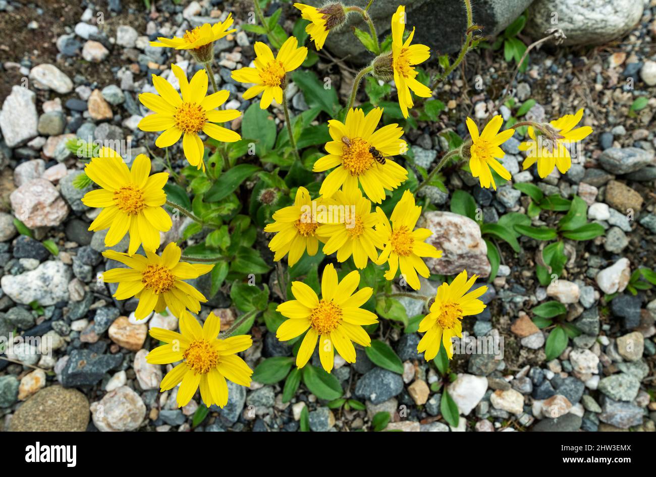 Nordamerika; Usa; Alaska; Pflanzen; Wildblumen; Alpine Arnica; Arnica alpina. Stockfoto