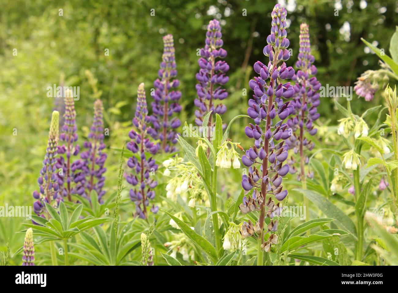 Schöne große blaue Lupinen mit grünen Blättern blühen im Wald in der Nähe des Frühlings Stockfoto