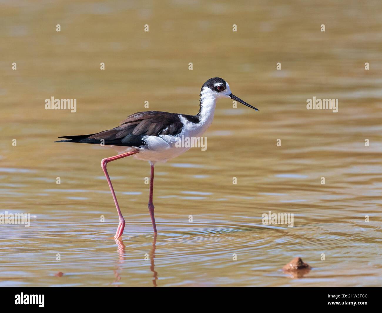 Nahaufnahme eines Schwarzhalskippes mit einem großen roten Auge, das in flachen Gewässern posiert. Stockfoto