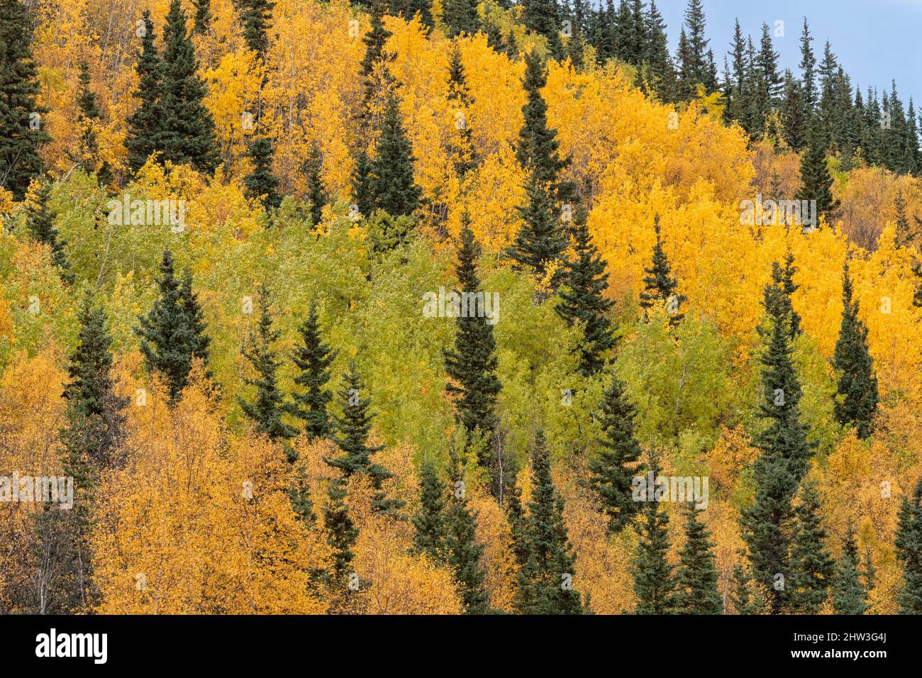 Nordamerika; Usa; Alaska; Tanana River; Pflanzen; Bäume; Aspen; Populus tremuloides; Herbst. Stockfoto