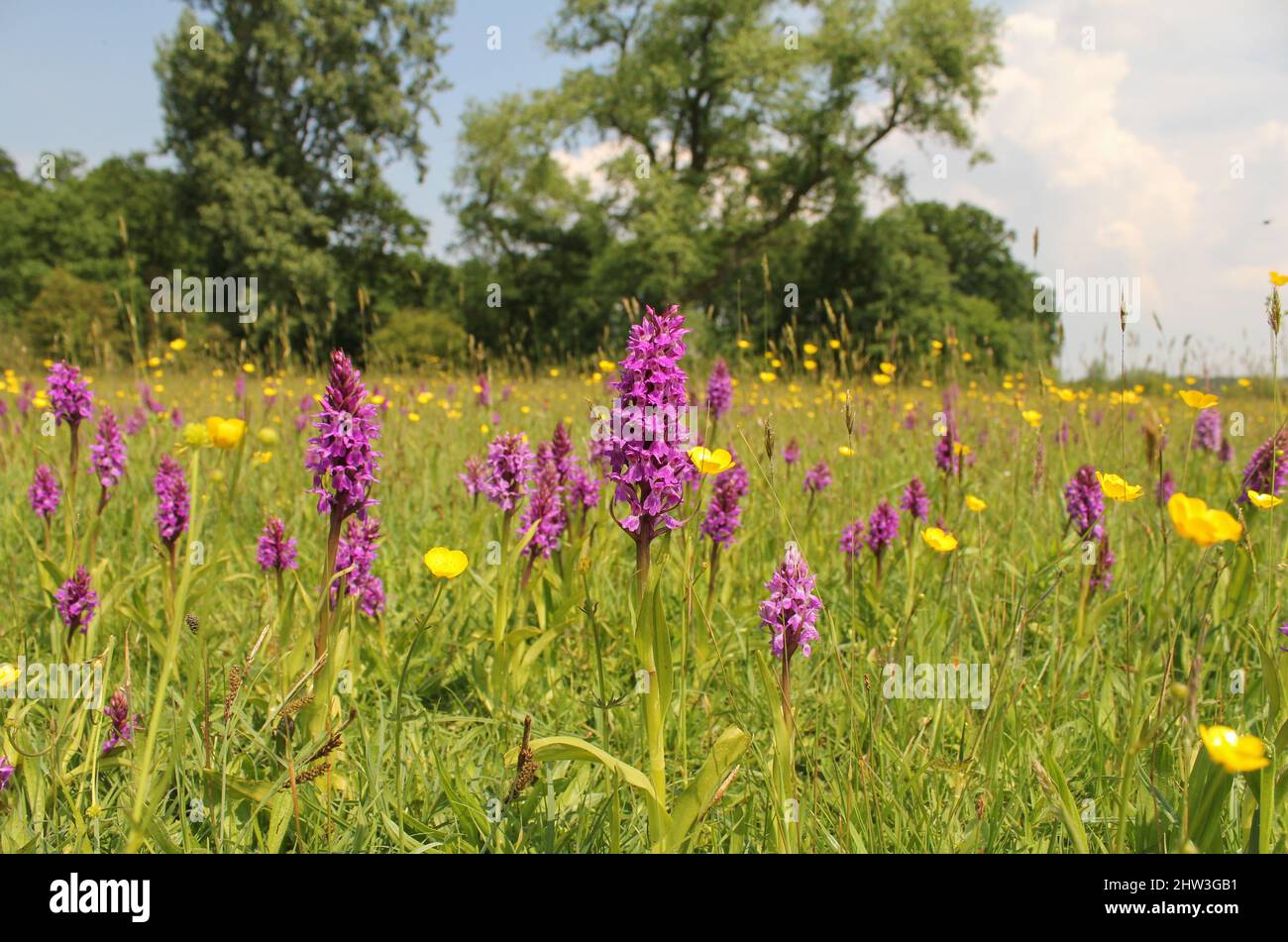 Eine wunderschöne Naturlandschaft mit violetten wilden Orchideen und gelben Butterblumen auf einer feuchten Wiese mit Bäumen in der niederländischen Landschaft im Frühling Stockfoto