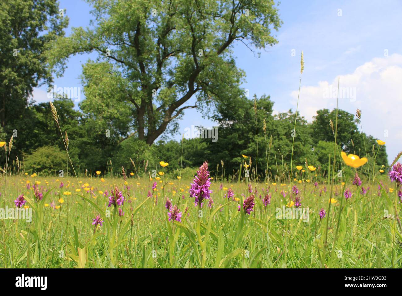 Eine farbenfrohe, feuchte Graslandschaft mit violetten wilden Orchideen und gelben Rasseln und Butterblumen und grünen Bäumen und einem blauen Himmel im Hintergrund im Frühjahr Stockfoto